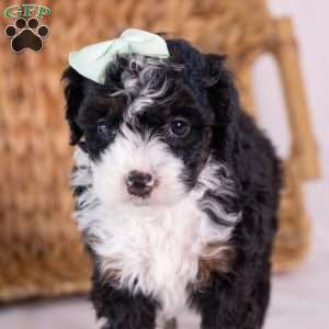 Keri, Mini Bernedoodle Puppy